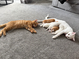 ** 2 pure white female kittens left **