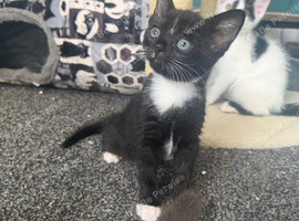 Mixed breed kitten