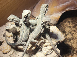 Stunning baby beardies