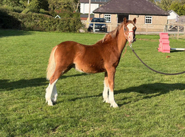 Welsh section A colt