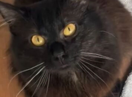 Mainecoon for sale