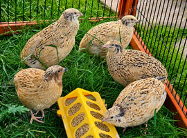 Quail