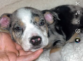 American bully