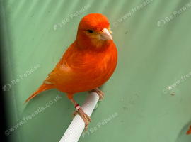 Stunning red factors