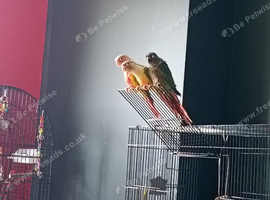 Baby conure Glasgow