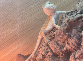 13 week bearded dragon and vivarium