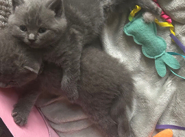 (One boy left now )have first litter of five  amazing Bsh blues kittens(one boy left)