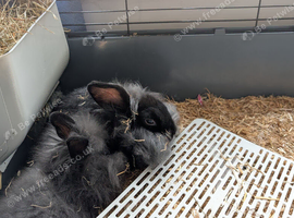 Lion lop mini and lionhead bunnies