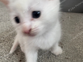 Beautiful kittens for sale