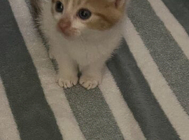 Kitten for sale