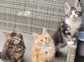 Maine Coons Ready Now