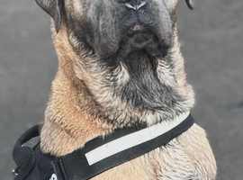 Formentino mastiff stud