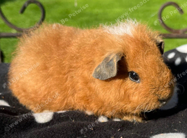 Red and white Cali Teddy