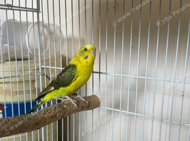 Black wing female 2025 ready for breeding