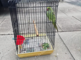 Hi for sale my Indian ringneck green female parrot with cage and accessories