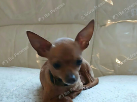 Russian toy terrier