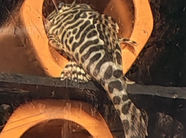 L134 Leopardfrog plecos, breeding project