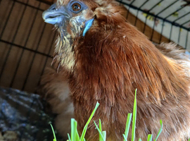 Special Needs Silkie Hen, Read Description