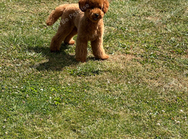 Toy poodle stud