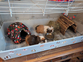 Two beautiful, friendly female guinea pigs and accessories