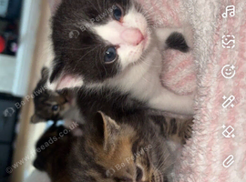 3 male kittens