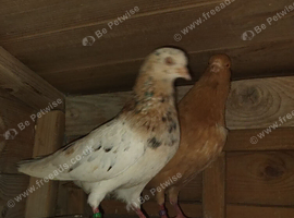 Roller pigeon