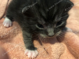 Black white in grey kitten ready to go