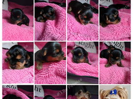 Adorable Yorkshire Terrier puppies.
