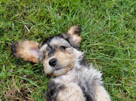 Brilliant Cockalier-a-Poo Puppies &ndash; Ready Soon!