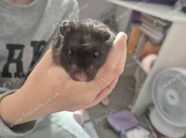 Black Male Syrian Hamster