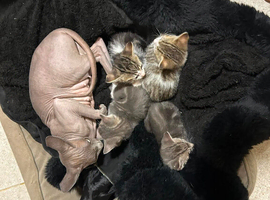 Sphinx mix kittens looking for a new home