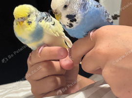2 female budgies