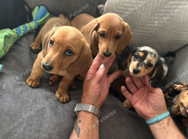 3 Miniature Dachshund puppies ( 2 Tan&1 long haired silver dapple )