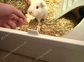 2 female guinea pigs