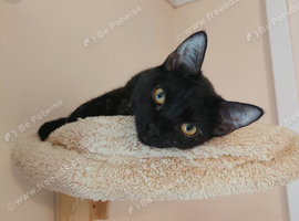 2x female cats for rehoming