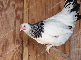 Light Sussex pol hens