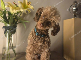 KC Reg Brown Toy Poodle For Stud