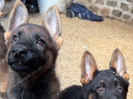 Beautiful German shepherd pups