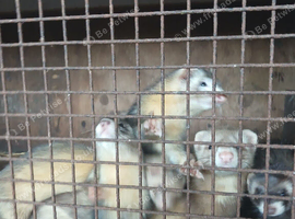 Ferret