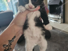 Tuxedo and black and white loving kittens
