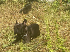 Sadly looking for a forever home for my stitch