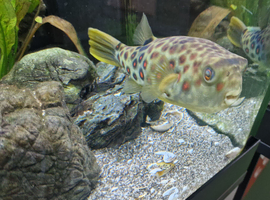 One cross river pufferfish