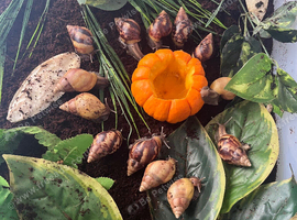 Giant African Land Snails, Lissachatina fulica (&pound;5 each)