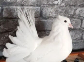 Young hen fantail for sale