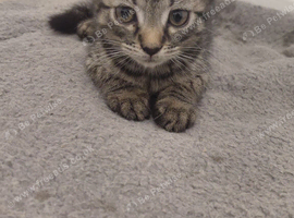 3 kittens. 1 girl 2 boys