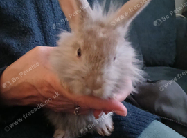 Lionhead x english spot