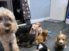 Gorgeous Cockapoo Puppies - Ready Thursday 8th October
