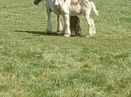 Very nice ride and drive cob mare 8 years old