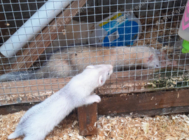 Ferrets