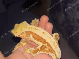 crested gecko and setup